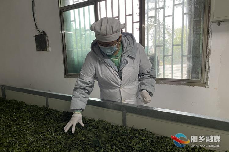 "明前茶"抢"鲜" 茶企制茶忙